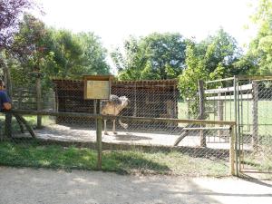 Autruche