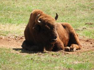 Bison d'Amérique