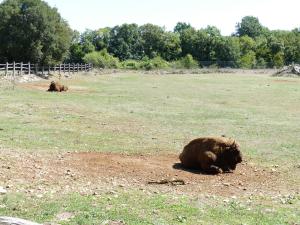 Bison d'Amérique
