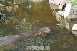 Hippopotame