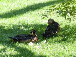 Canard carolin