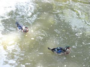 Canard Carolin