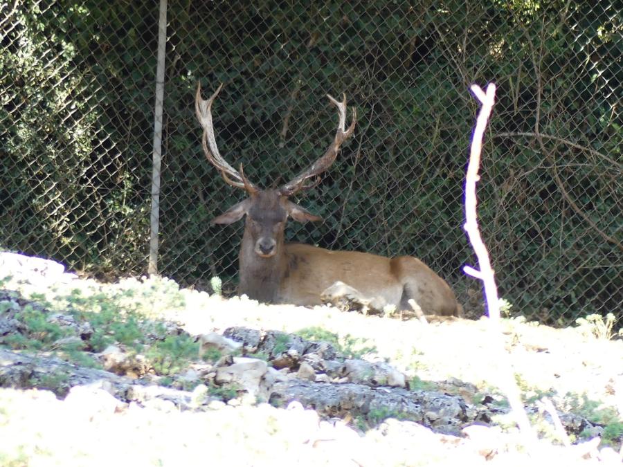 Cerf élaphe