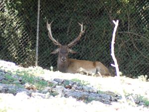 Cerf élaphe