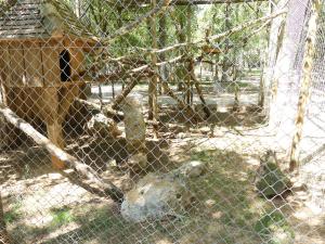 Chat sauvage d'Europe