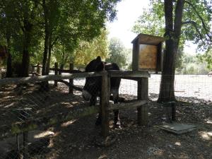 Cheval de Merens