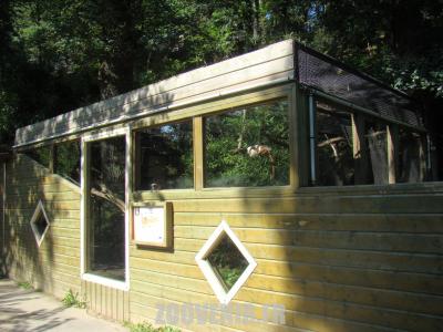 Tamarin pinché - 2011