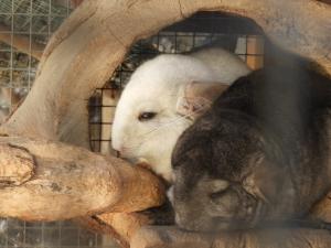 Chinchilla