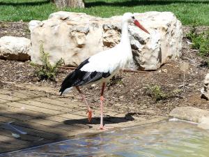 Cigogne blanche