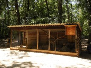 Cobaye domestique
