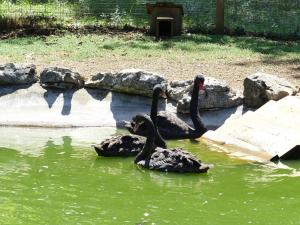 Cygne noir