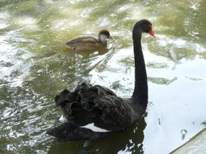 Cygne noir