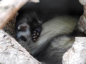 Furet
