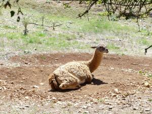 Guanaco