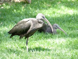 Ibis chauve