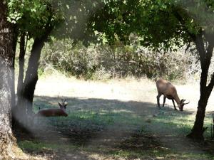 Isard