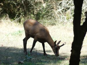 Isard