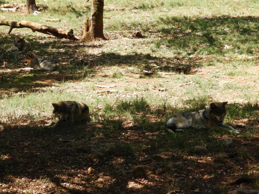 Loup d'Europe