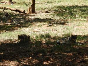 Loup d'Europe