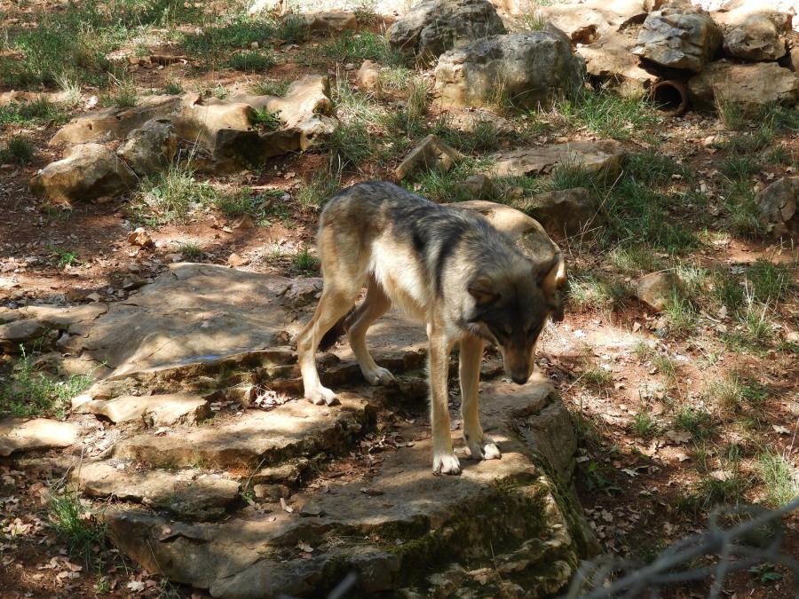 Loup d'Europe