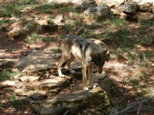 Loup d'Europe