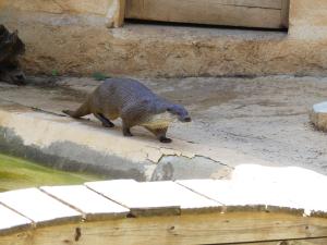 Loutre d'Europe