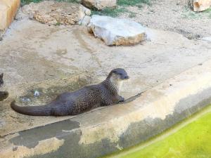 Loutre d'Europe