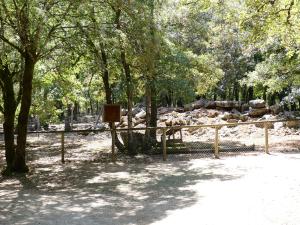 Marmotte