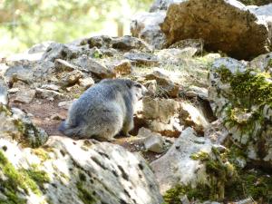 Marmotte
