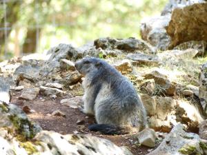 Marmotte