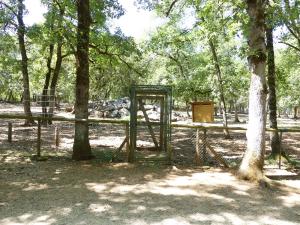 Mouflon de Corse