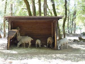 Mouton de Causse