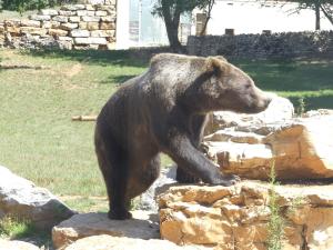 Ours brun