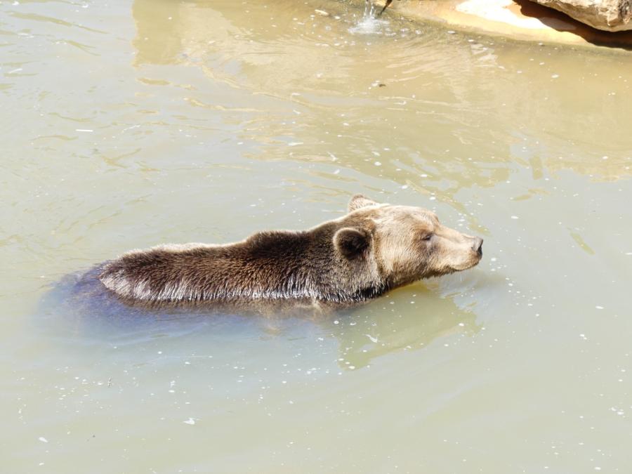 Ours brun