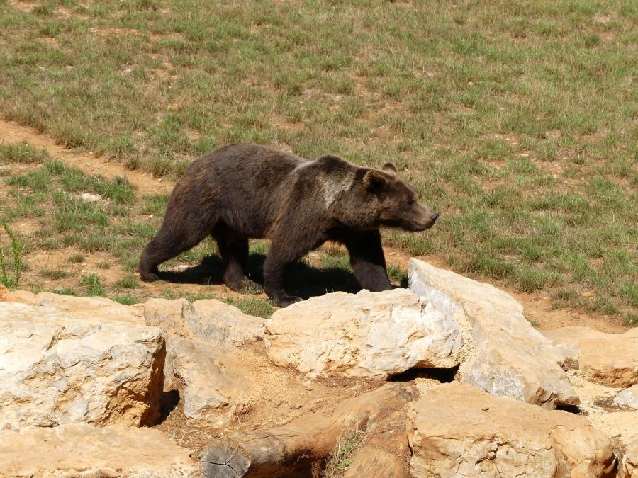 Ours brun