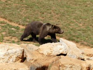 Ours brun