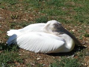 Pélican blanc