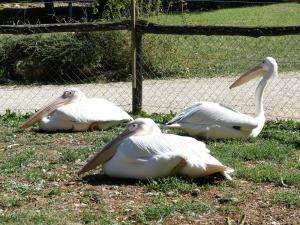Pélican blanc