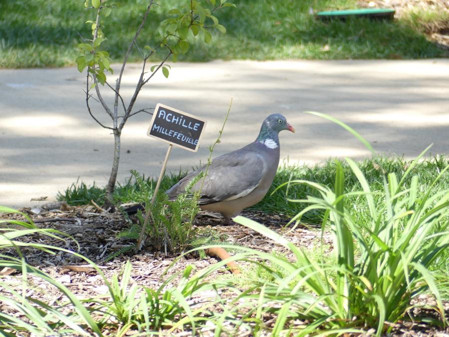 Pigeon ramier