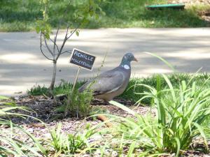 Pigeon ramier