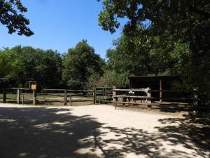 Ponney de Schetland