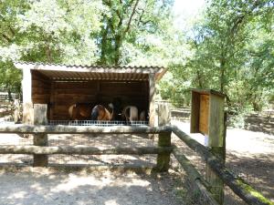 Ponney de Schetland