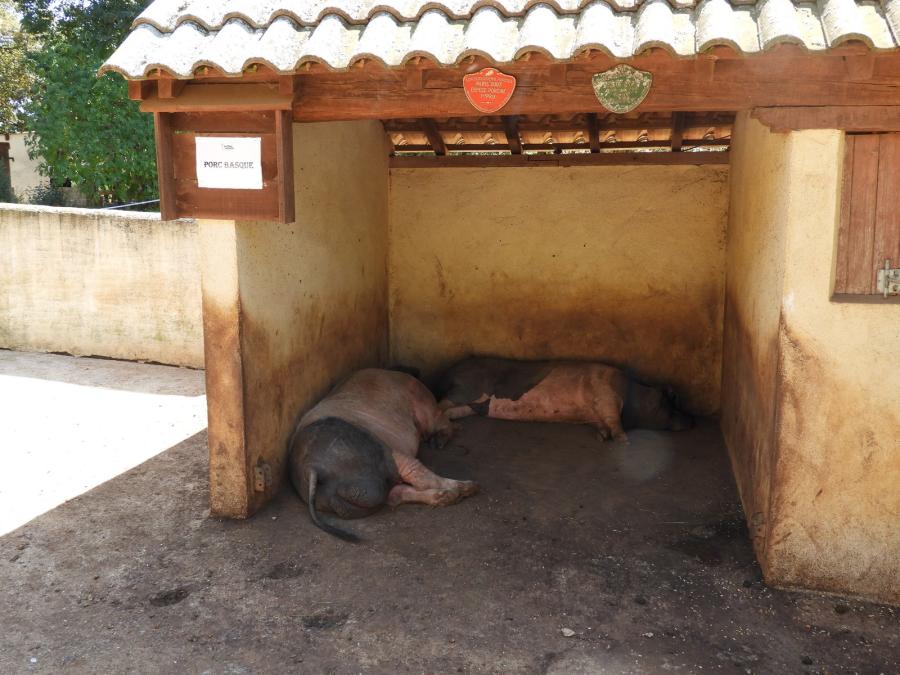 Porc basque