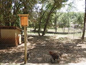 Conservatoire avicole: Poule Brhama