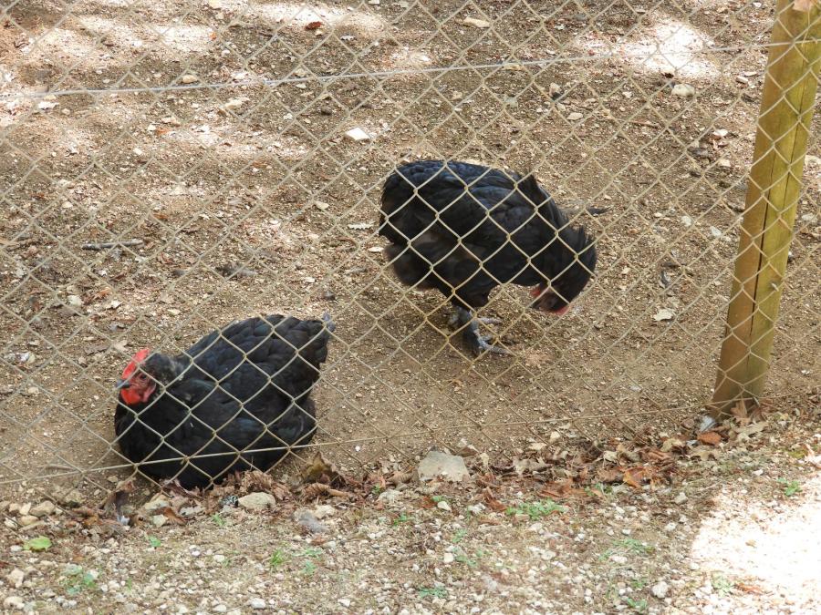 Poule Crève-coeur