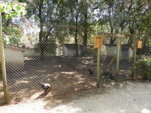 Poule Estaire
