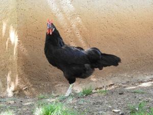 Poule La Flèche