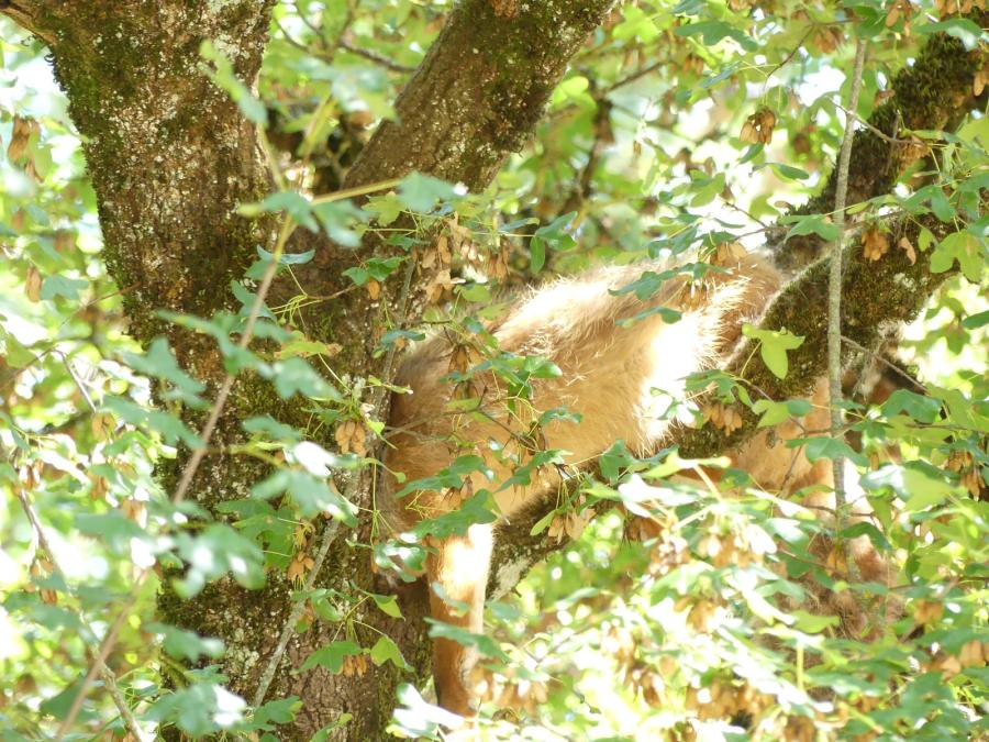 Renard