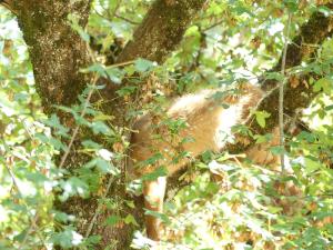 Renard