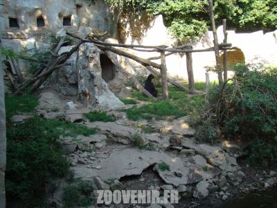 Ours à lunettes - 2011